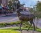 Bronze buck standing alertly, part of `A Wilderness Welcome` by Archie Saint Clair in the historic district of Grapevine