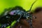 Bronze Carabid beetle with dew drops