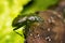 Bronze Carabid beetle with water drops