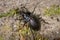 Bronze Carabid ground beetle in a forest near Vienna