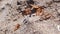 Bronze color dried petals of Bougainvillea flowers