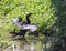 The bronze-colored wing feathers are bordered in black and are a chromatic contrast with the rest of the body; the lower plumage i