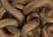 Bronze Coloured Snakes Abstract Background