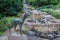 Bronze deer on the street of old Tallinn city