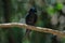 Bronze Drongo bird Dicrurus aeneus in nature, Thailand