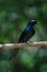 Bronze Drongo bird Dicrurus aeneus in nature, Thailand