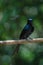 Bronze Drongo bird Dicrurus aeneus in nature, Thailand