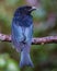 Bronze Drongo bird Dicrurus aeneus perching on tree branch