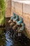 Bronze fish fountain in the courtyard of Tabgha or The Church of the Multiplication of the Loaves and Fishes