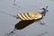 A bronze fishing spoon lies on the rim ice
