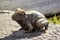 Bronze frog, park landscape decoration, side view