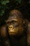 A bronze gorilla peeks out of the bushes. The concept of recreation and tropical travel. Protection of wild animals