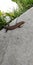 Bronze grass skink bronze mabuya or eutropis macularia cylindrical body with scales found in south and southeast Asia