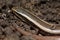 Bronze grass skink Eutropis macularia on the ground.