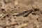 Bronze grass skink Eutropis macularia hidden underground.