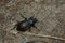 Bronze Ground Beetle - Carabus nemorali