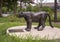Bronze lioness statue on a concrete pedestal in Oak Cliff Founder`s Park in Dallas, Texas.