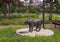 Bronze lioness statue on a concrete pedestal in Oak Cliff Founder`s Park in Dallas, Texas.