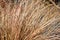 Bronze New Zealand hair sedge