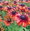 Bronze rudbeckia summerina flowers after rainfall