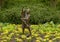 Bronze sculpture of a boy holding a girl releasing butterflies by Gary Price at the Dallas Arboretum and Botanical Garden