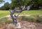 Bronze sculpture of boys and geese by unnamed artist in the Ruthie Brock Reading Garden in Arlington, Texas.