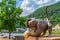 Bronze sculpture of a monkey on the old bridge. Heidelberg. Germ