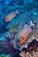 Bronze Soldierfish, North Ari Atoll, Maldives