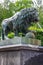 Bronze statue of lion. Fragment of fountain Lion`s cascade in Lower park of Peterhof in St. Petersburg, Russia