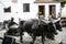 Bronze Statue of Oxen and their Driver pulling goods on wooden runners. The statue is in Funchal Madeira near the Market Hall