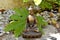 Bronze statue of Touching earth Buddha