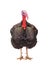 Bronze turkey isolated on a white background