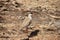 Bronze-winged courser bird, Side view