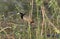 Bronze - winged jacana