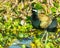 A bronze winged jacana resting