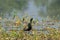 Bronze Winged Jacana at the Wetland