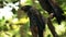 Bronze winged parrot close up in Ecuador