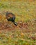 A bronze wings jacana