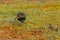 A bronze wings jacana looking for food