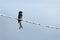 Bronzed black drongo bird sitting on the electric wire