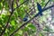 Bronzed cowbird Molothrus aeneus in Cockscomb Basin Wildlife Sanctuary, Beliz