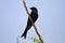 Bronzed Drongo