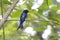 Bronzed Drongo Dicrurus aeneus