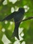 Bronzed drongo in fight for food  .