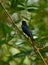 Bronzed drongo  in habitat