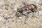 The Bronzed Tiger Beetle