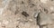 Bronzed Tiger Beetle Cicindela repanda Perched on Sandy Gravel Soil in Colorado