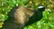 Bronzed winded jacana in habitat shot