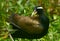 Bronzed winded jacana in habitat shot