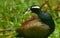 Bronzed winded jacana in habitat shot